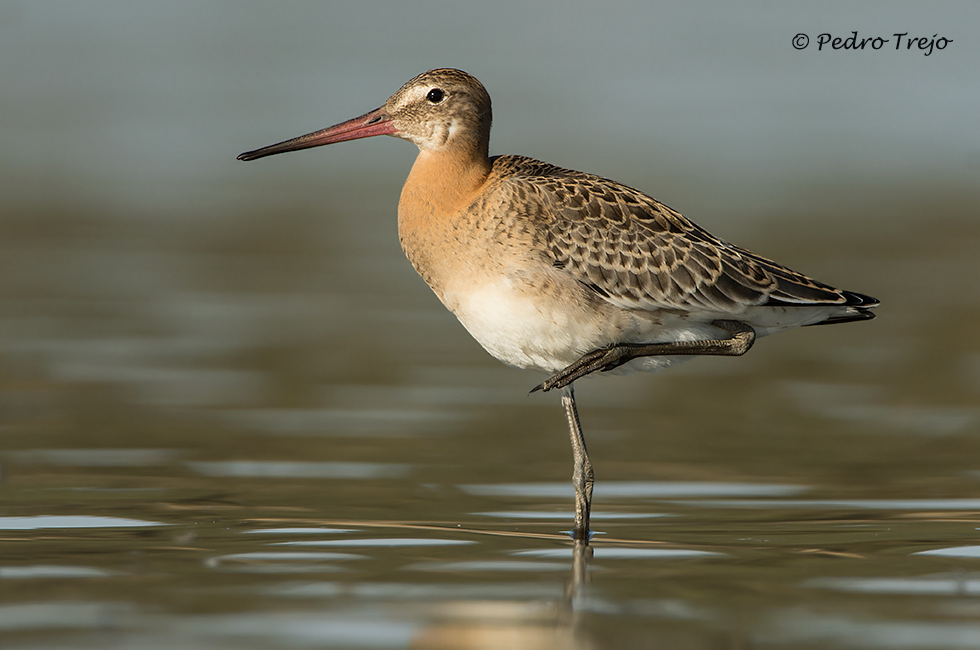 Aguja colinegra (Limosa limosa)